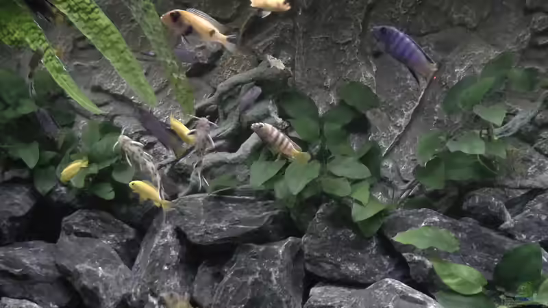 Besatz im Aquarium Juwel 260 vision von Bäumchen (13)