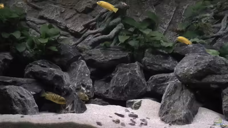 Besatz im Aquarium Juwel 260 vision von Bäumchen (14)