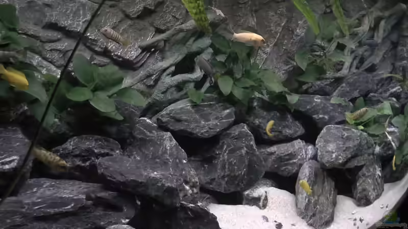 Besatz im Aquarium Juwel 260 vision von Bäumchen (16)