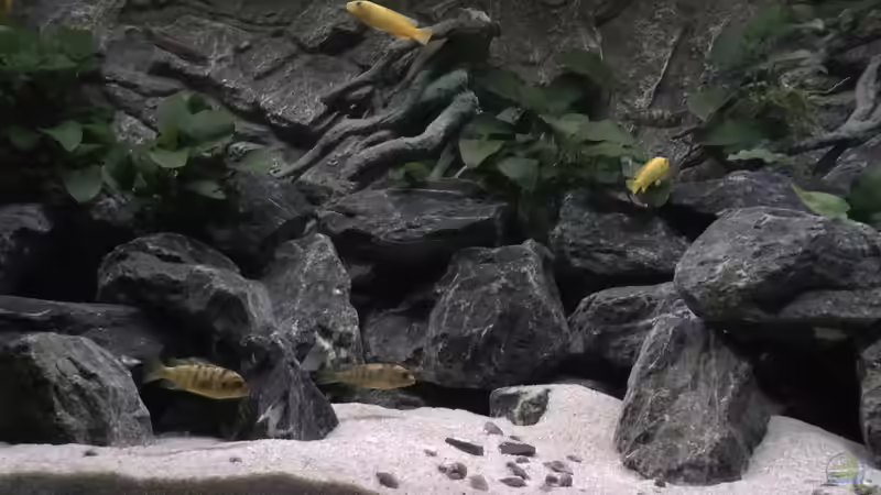 Besatz im Aquarium Juwel 260 vision von Bäumchen (17)