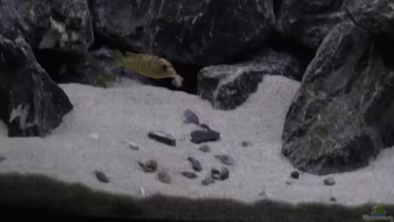 Besatz im Aquarium Juwel 260 vision von Bäumchen (18)