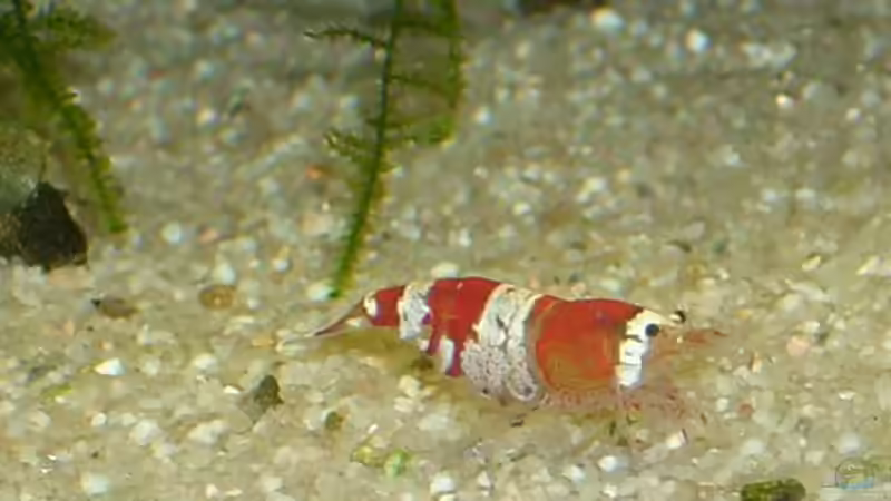 Besatz im Aquarium Juwel 300 von Occellaris (18)