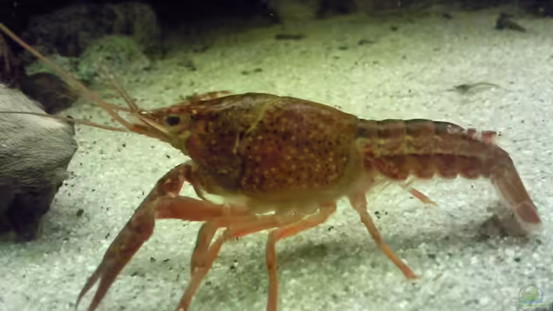 Besatz im Aquarium Juwel 300 von Occellaris (19)