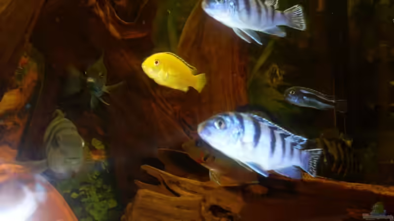 Besatz im Aquarium Juwel 300L von Markus Pisarek (10)