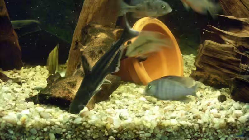 Besatz im Aquarium Juwel 300L von Markus Pisarek (11)