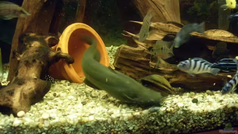 Besatz im Aquarium Juwel 300L von Markus Pisarek (7)