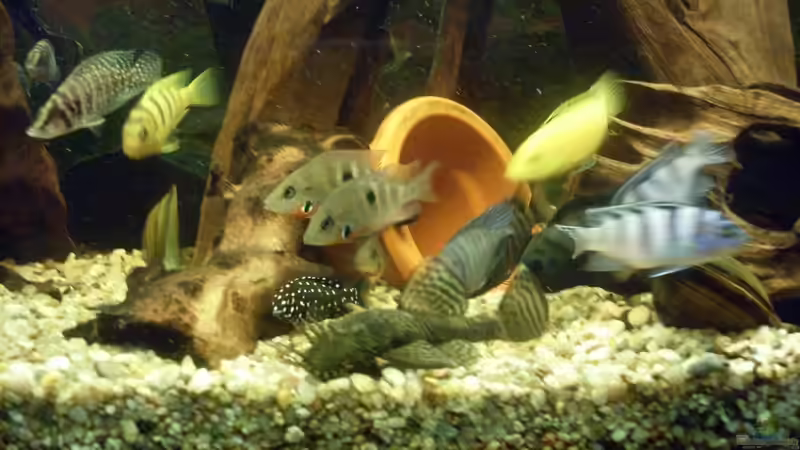 Besatz im Aquarium Juwel 300L von Markus Pisarek (8)