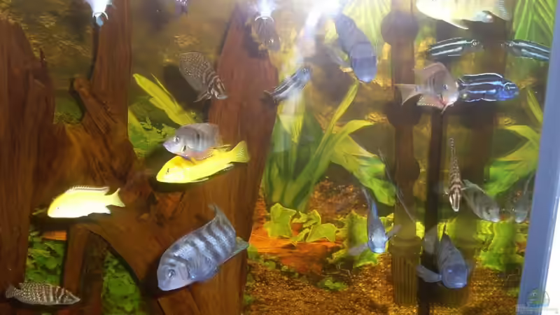 Besatz im Aquarium Juwel 300L von Markus Pisarek (9)