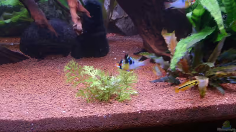 Besatz im Aquarium Juwel Aquarium von andee (5)