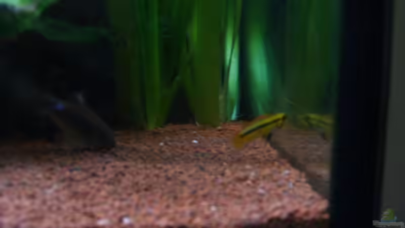 Besatz im Aquarium Juwel Aquarium von andee (6)