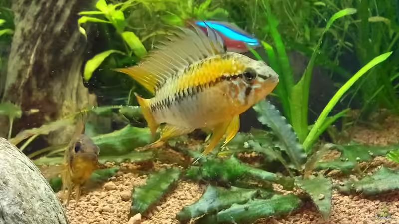 Besatz im Aquarium Juwel Delta 100 von Andy_daHousecat (30)