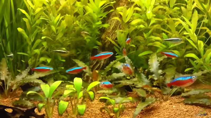 Besatz im Aquarium Juwel Delta 100 von Andy_daHousecat (33)