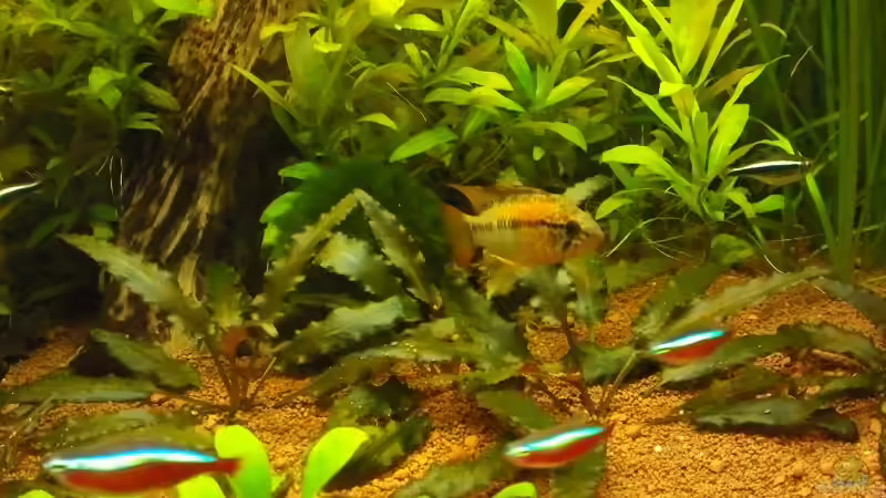 Besatz im Aquarium Juwel Delta 100 von Andy_daHousecat (34)