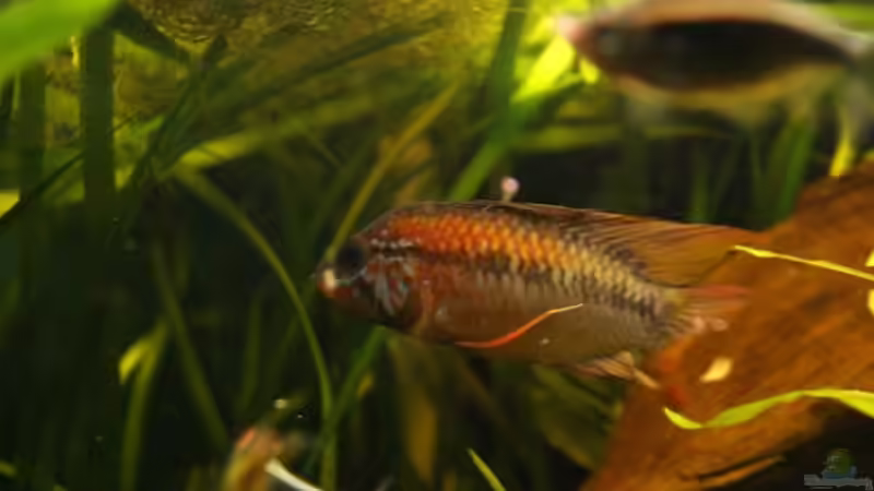 Besatz im Aquarium Juwel Delta 100 von Andy_daHousecat (39)