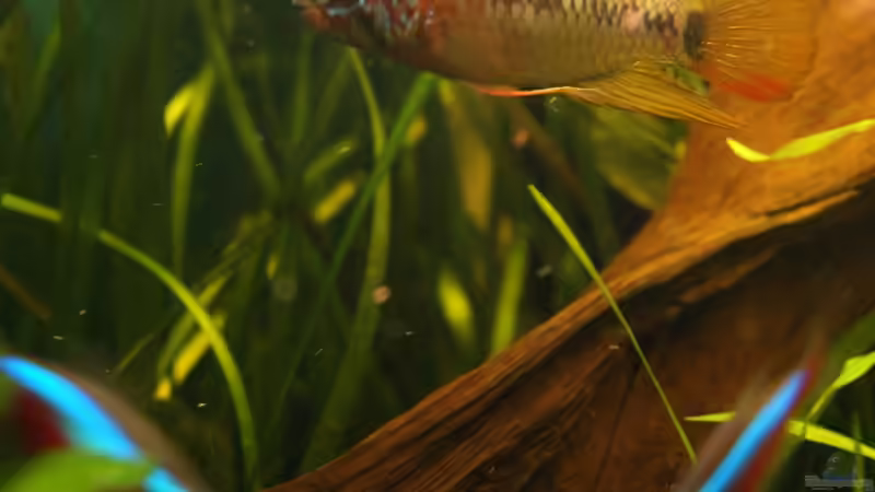 Besatz im Aquarium Juwel Delta 100 von Andy_daHousecat (40)