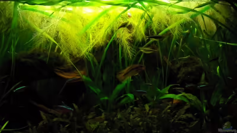 Besatz im Aquarium Juwel Delta 100 von Andy_daHousecat (41)