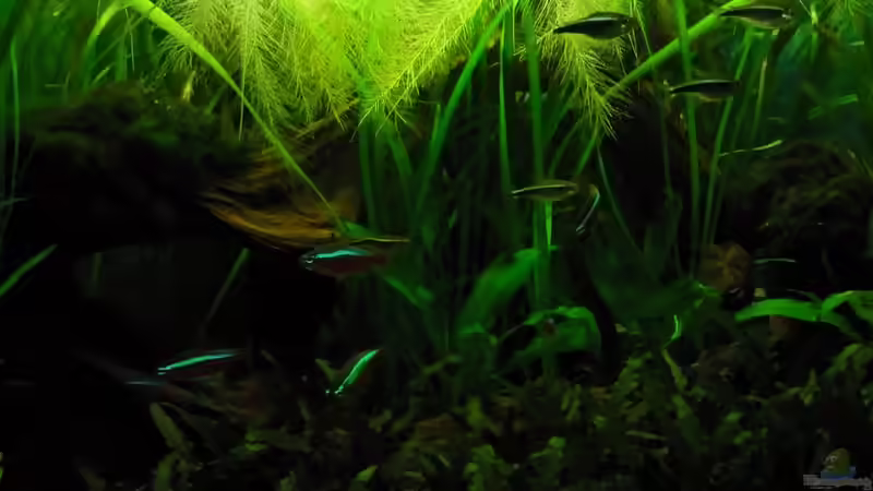 Besatz im Aquarium Juwel Delta 100 von Andy_daHousecat (42)