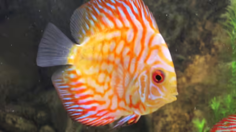 Besatz im Aquarium JUWEL DISKUS AMAZONAS von Rene Zwirchmayr (32)