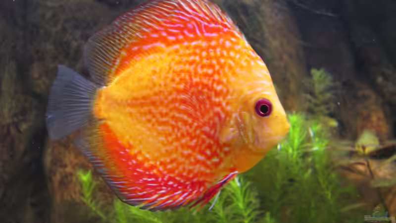 Besatz im Aquarium JUWEL DISKUS AMAZONAS von Rene Zwirchmayr (35)