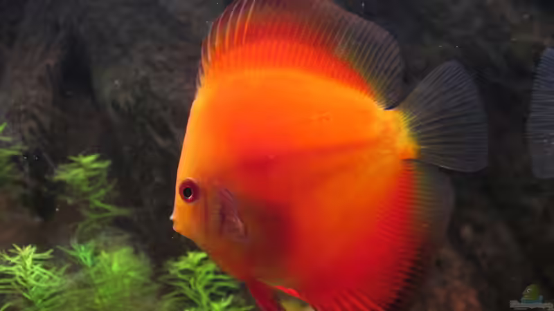 Besatz im Aquarium JUWEL DISKUS AMAZONAS von Rene Zwirchmayr (37)