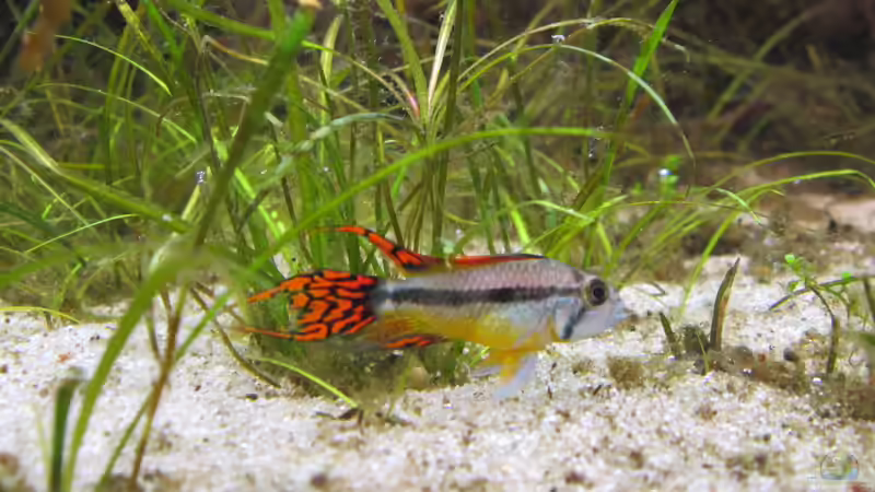 Besatz im Aquarium JUWEL DISKUS AMAZONAS von Rene Zwirchmayr (38)