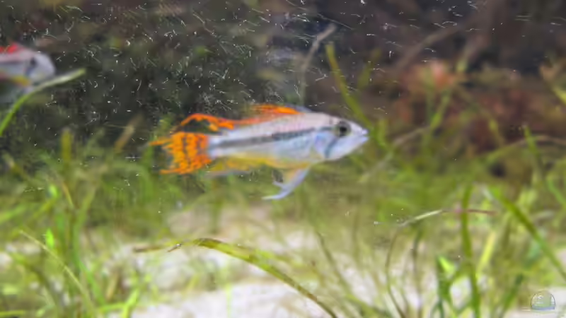 Besatz im Aquarium JUWEL DISKUS AMAZONAS von Rene Zwirchmayr (39)