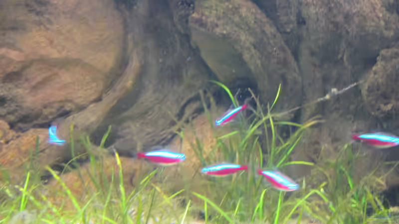 Besatz im Aquarium JUWEL DISKUS AMAZONAS von Rene Zwirchmayr (40)