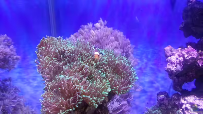 Besatz im Aquarium Juwel Lido 120 MEERWASSER Umabau von Micha73 (4)