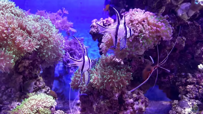 Besatz im Aquarium Juwel Lido 120 MEERWASSER Umabau von Micha73 (5)