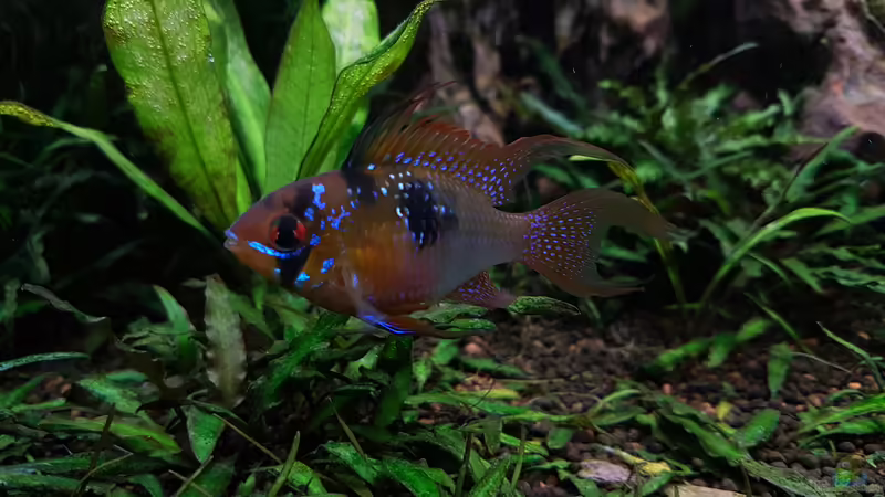 Besatz im Aquarium Juwel Lido 200 von icewind (7)