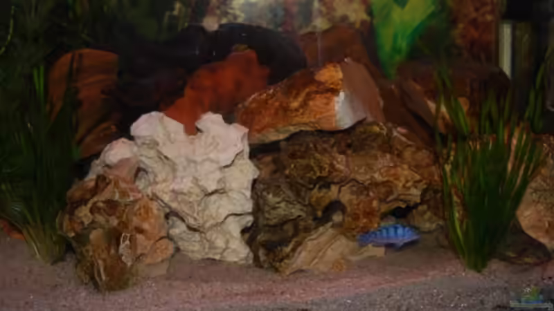 Besatz im Aquarium Juwel mit schwarzem Unterschrank von Michael Schulz (10)