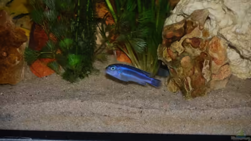 Besatz im Aquarium Juwel mit schwarzem Unterschrank von Michael Schulz (11)