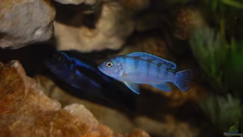 Besatz im Aquarium Juwel mit schwarzem Unterschrank von Michael Schulz (14)