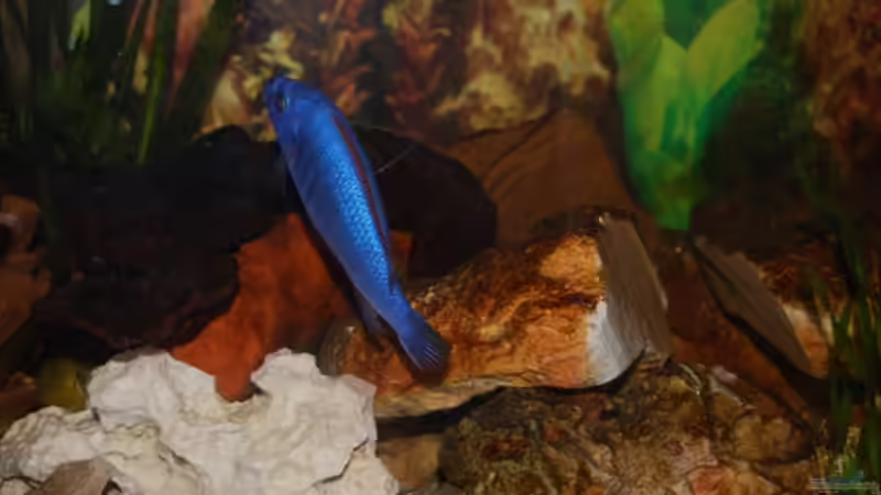 Besatz im Aquarium Juwel mit schwarzem Unterschrank von Michael Schulz (16)