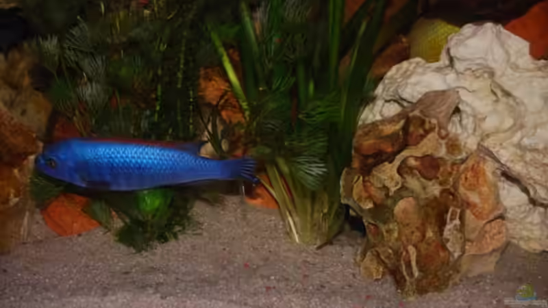 Besatz im Aquarium Juwel mit schwarzem Unterschrank von Michael Schulz (17)