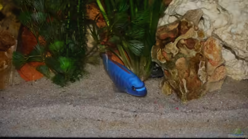 Besatz im Aquarium Juwel mit schwarzem Unterschrank von Michael Schulz (18)