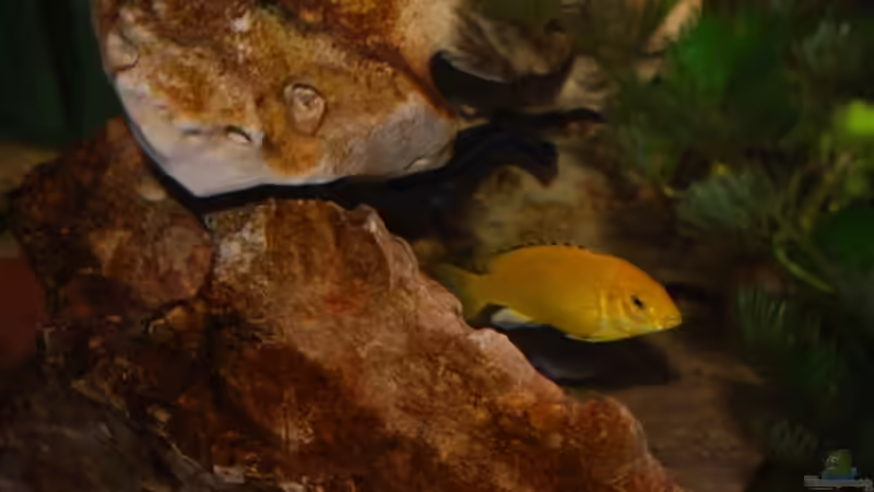 Besatz im Aquarium Juwel mit schwarzem Unterschrank von Michael Schulz (9)