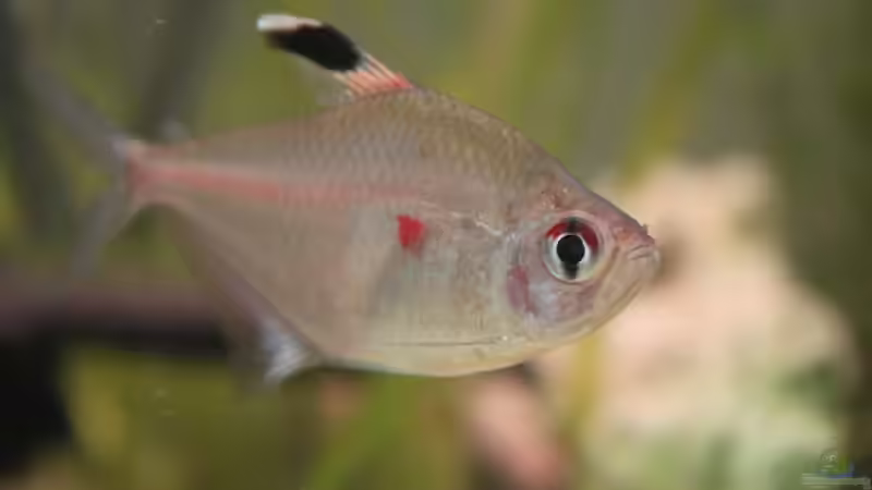 Besatz im Aquarium Juwel Panorama 100 von fynn*09 (2)