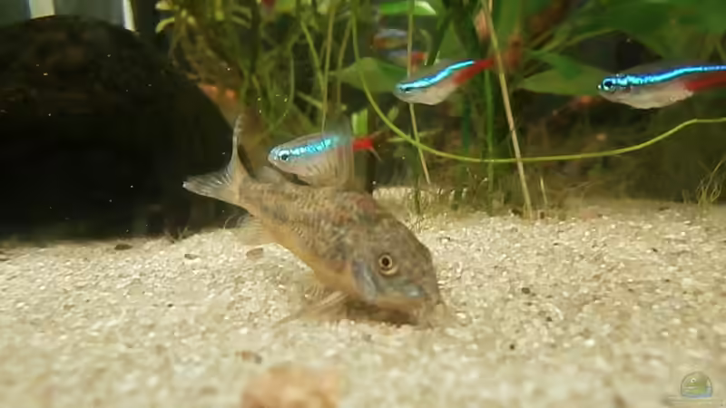 Besatz im Aquarium Juwel Panorama 130 von Steffen66 (16)