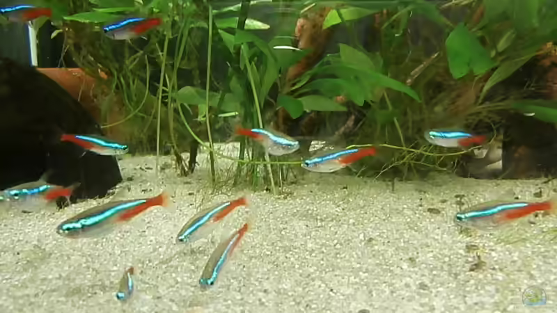 Besatz im Aquarium Juwel Panorama 130 von Steffen66 (19)