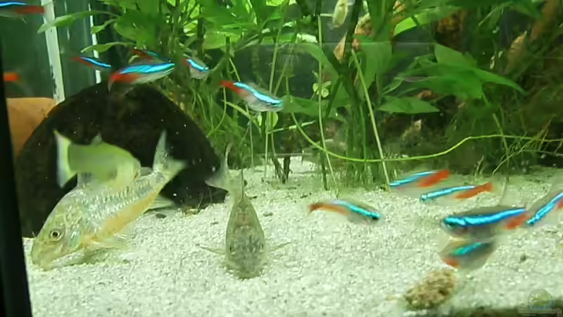 Besatz im Aquarium Juwel Panorama 130 von Steffen66 (21)