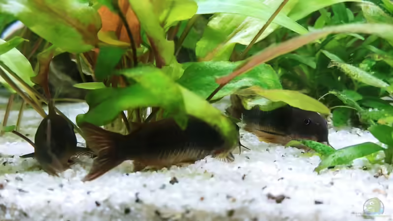 Besatz im Aquarium Juwel Primo 110 LED von Hannes Bstieler (10)