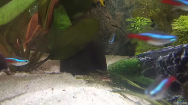 Besatz im Aquarium Juwel Primo 110 LED von Hannes Bstieler (6)