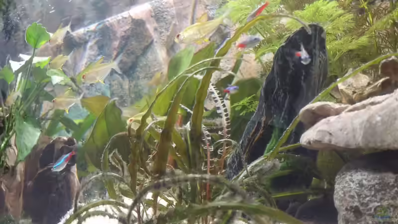 Besatz im Aquarium Juwel Primo 110 LED von Hannes Bstieler (7)