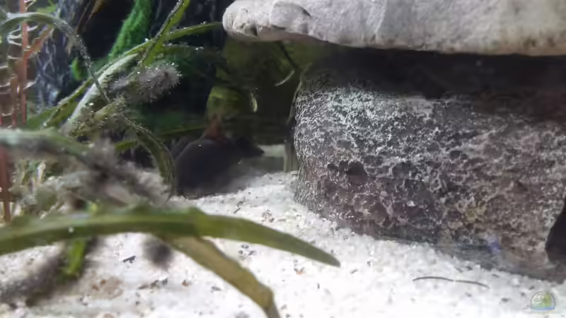 Besatz im Aquarium Juwel Primo 110 LED von Hannes Bstieler (8)