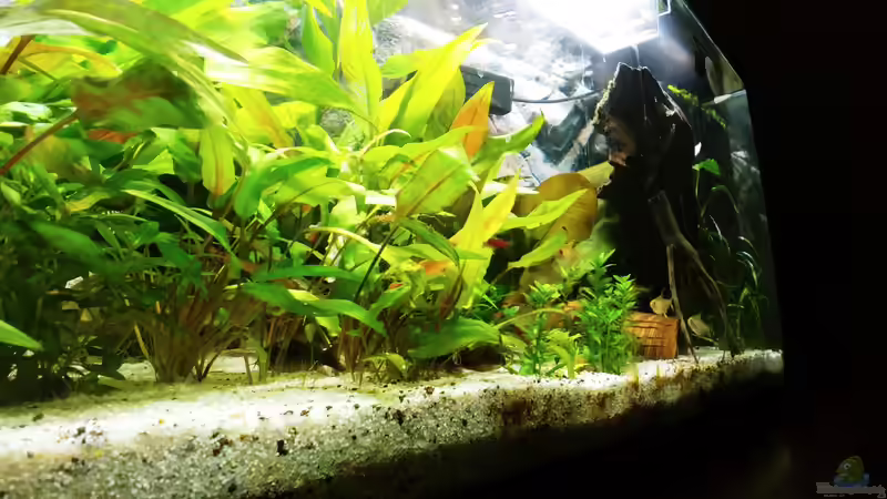 Besatz im Aquarium Juwel Primo 110 LED von Hannes Bstieler (9)
