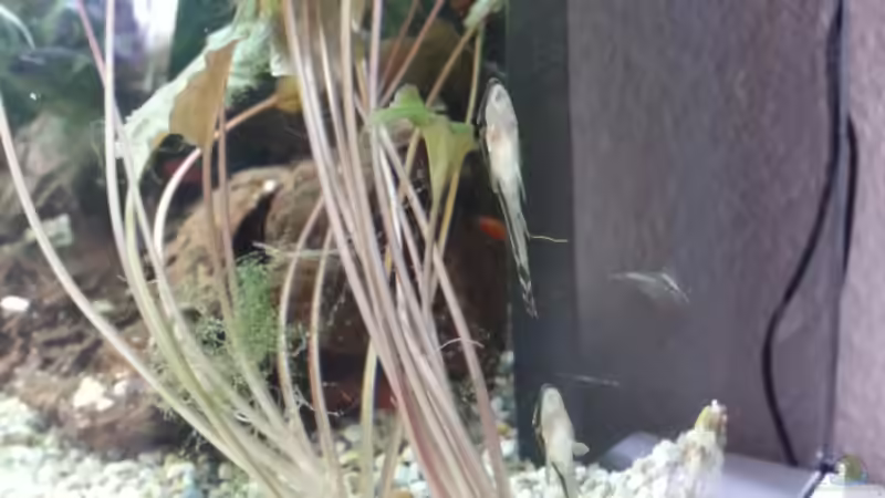 Besatz im Aquarium JUWEL Rekord 700 von DirtyD. (16)