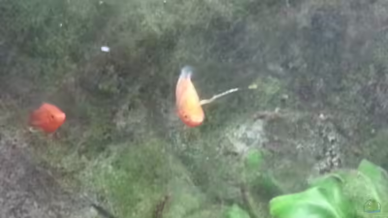 Besatz im Aquarium JUWEL Rekord 700 von DirtyD. (17)