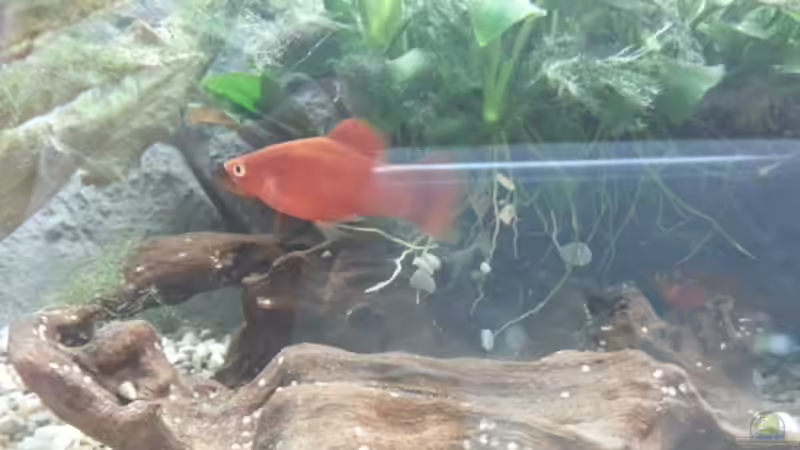 Besatz im Aquarium JUWEL Rekord 700 von DirtyD. (18)