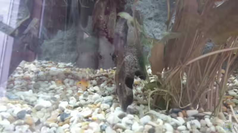 Besatz im Aquarium JUWEL Rekord 700 von DirtyD. (19)